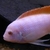 Wet Pets Solihull Have stunning Malawi Juvies for sale some rarer ones and a goo