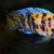 Wet Pets Solihull Have stunning Malawi Juvies for sale some rarer ones and a goo