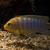 Wet Pets Solihull Have stunning Malawi Juvies for sale some rarer ones and a goo