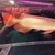 Asian Arowana Planet Arowana. UPDATED