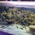 African cichlids Essex area