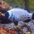 Black frostbite clownfish