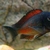 Tropheus chipimbi red. SOLD