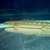 Bichir lapradei