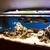 For sale mixed African cichlids