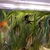 Angel Fishes and loads more for sale