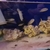 cichlids for sale