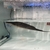 Rare Aba Aba Knife Fish in stock