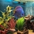 Discus fish and tank