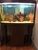 Discus fish and tank