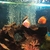 Discus fish and tank