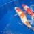 Swap nice japanese koi for rays/ray pups