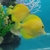 Yellow tangs pair card payment welcome sold....