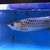 Malaysian Golden Polkadot Crossbelly Blue Base Arowana