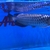 Malaysian Golden Polkadot Crossbelly Blue Base Arowana