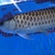 Malaysian Golden Polkadot Crossbelly Blue Base Arowana