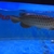 Malaysian Golden Polkadot Crossbelly Blue Base Arowana