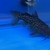 Synodontis Schoutedeni Golden Congo Catfish