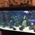 18 amazing quality cichlids- male only