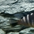 Large Malawi Cichlid