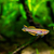 Blue Lyretail - Fundulopanchax gardneri killifish for sale