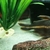 Striped Raphael Catfish (talking catfish)