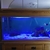 Marine fish tank with 1 fish and anemone