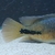 Synsplium Cichlid 4 - 5 inches £30