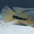 Synsplium Cichlid 4 - 5 inches £30