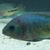 Synsplium Cichlid 4 - 5 inches £30