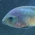 Synsplium Cichlid 4 - 5 inches £30