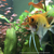 FREE : Angel fish (4xKoi 1xSilver) and Bleeding Heat Tetra (3x)