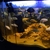 Malawi Cichlids group 120£