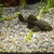 :Amazon Puffer x 1  :Bristlenose Pleco x 4