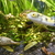 :Amazon Puffer x 1  :Bristlenose Pleco x 4