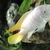 Albino red top ice blue - 4 adult fish for sale