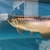 PLANET AROWANA FULL STCKLIST