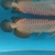 PLANET AROWANA FULL STCKLIST