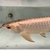 PLANET AROWANA FULL STCKLIST