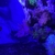 Nano Reef Contents