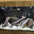 Mature african cichlids for sale