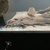 Selling 17” giraffe catfish