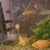 Tank closure cichlids mbuna and parrot fish