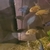 Tank closure cichlids mbuna and parrot fish