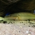 Zebrina Female Pike Cichlid