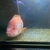 Red devil cichlids fry for sale