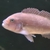 Adult mbuna for sale