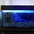 Cold water fish tank