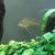 Large Geophagus Surinamensis trio and breeding red head Tapajos.