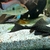 Large Geophagus Surinamensis trio and breeding red head Tapajos.